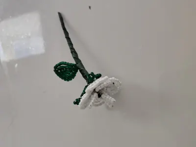 Hvid minirose